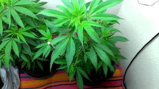 Pure Health in the Vegetative room