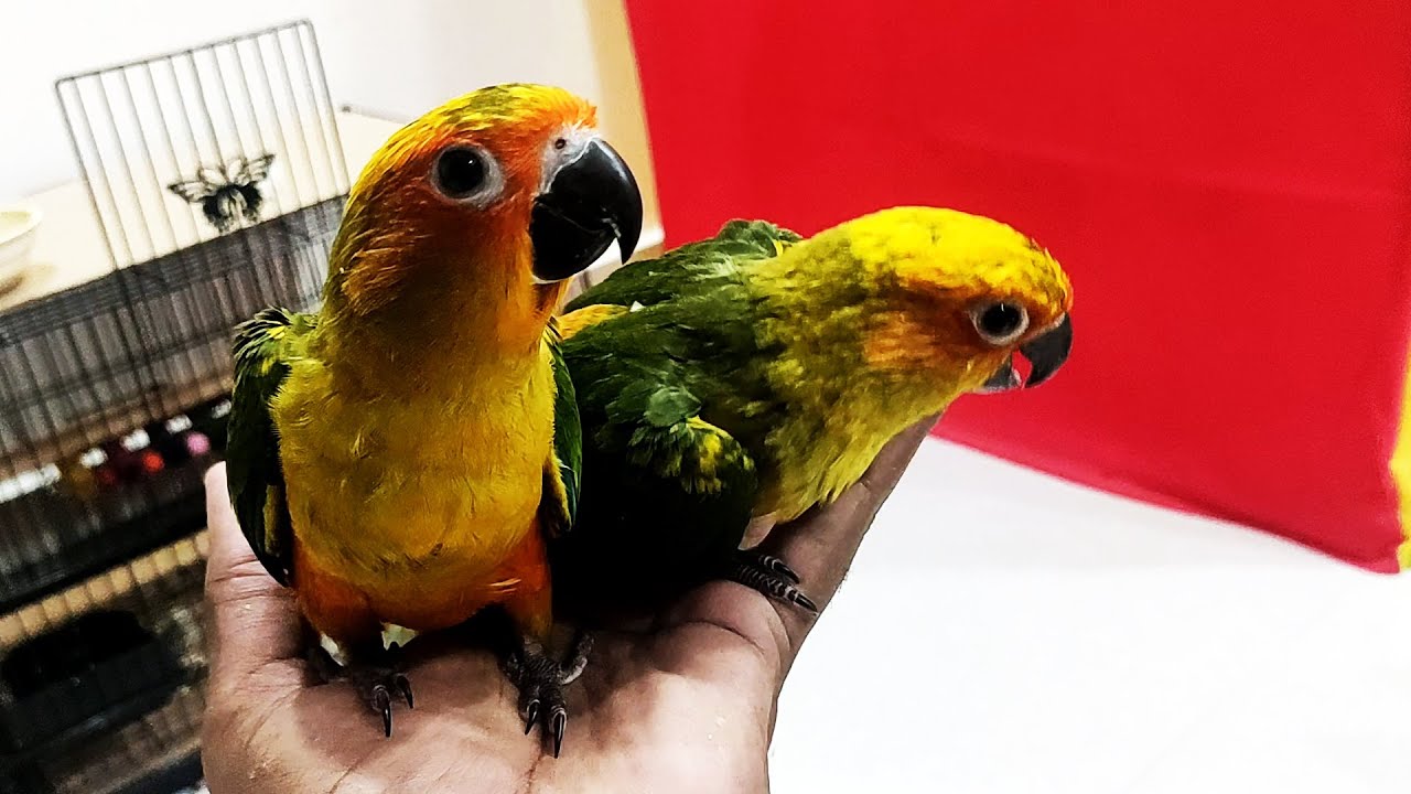 Sun Conure Growth Day By Day Skipped Few Days In Between Save Nature Youtube