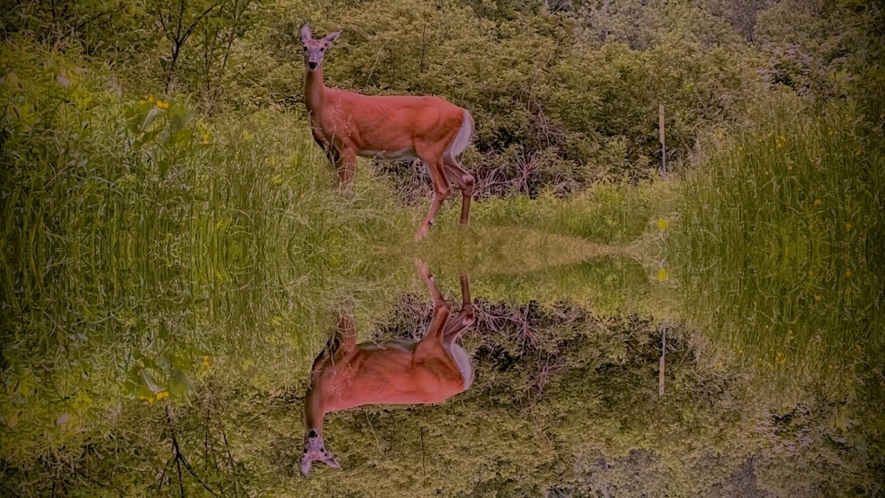TORONTO EAST POINT PARK SHORELINE WITH BEAUTIFUL VIEWS [2021]