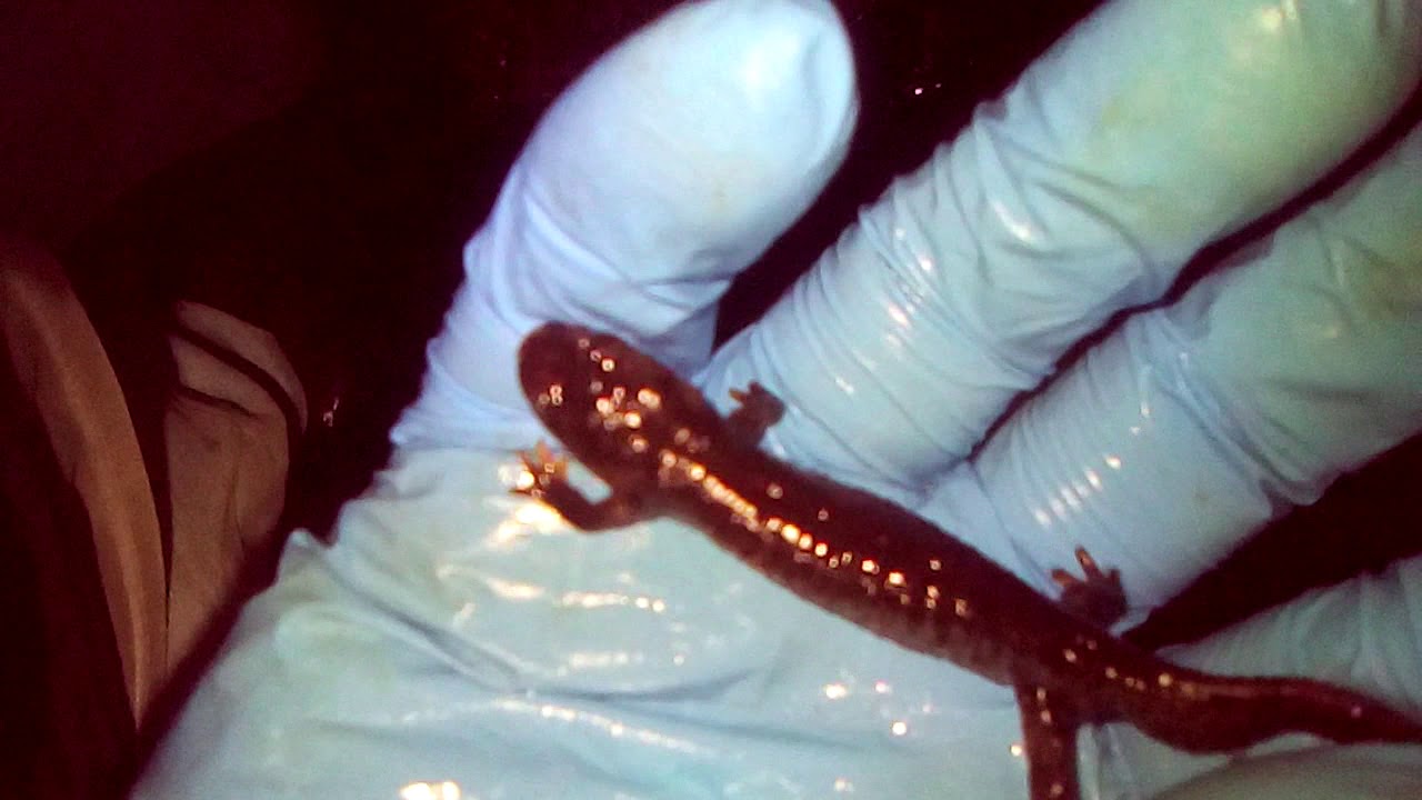 parc natural del montseny comarques Tritó del Montseny en el seu hàbitat natural