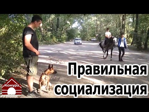 Видео: Социализация щенка или собаки