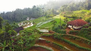 HAWA NYA DINGIN AH..Suasana Kampung Yang Indah, Lewati Sawah dan Jalan Becek, Sederhana Tapi Menarik