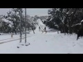Caballos en la nieve