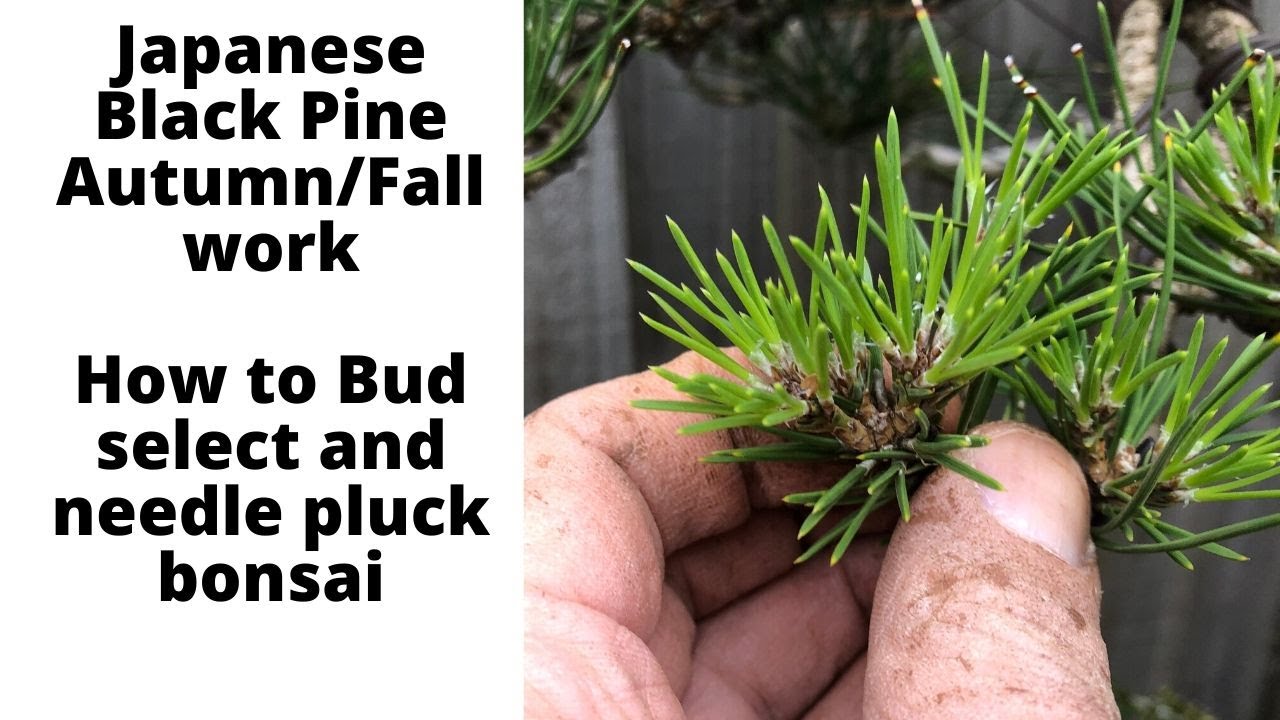 How to bud select candles on Japanese Black Pine bonsai Autumn Fall work on black pines
