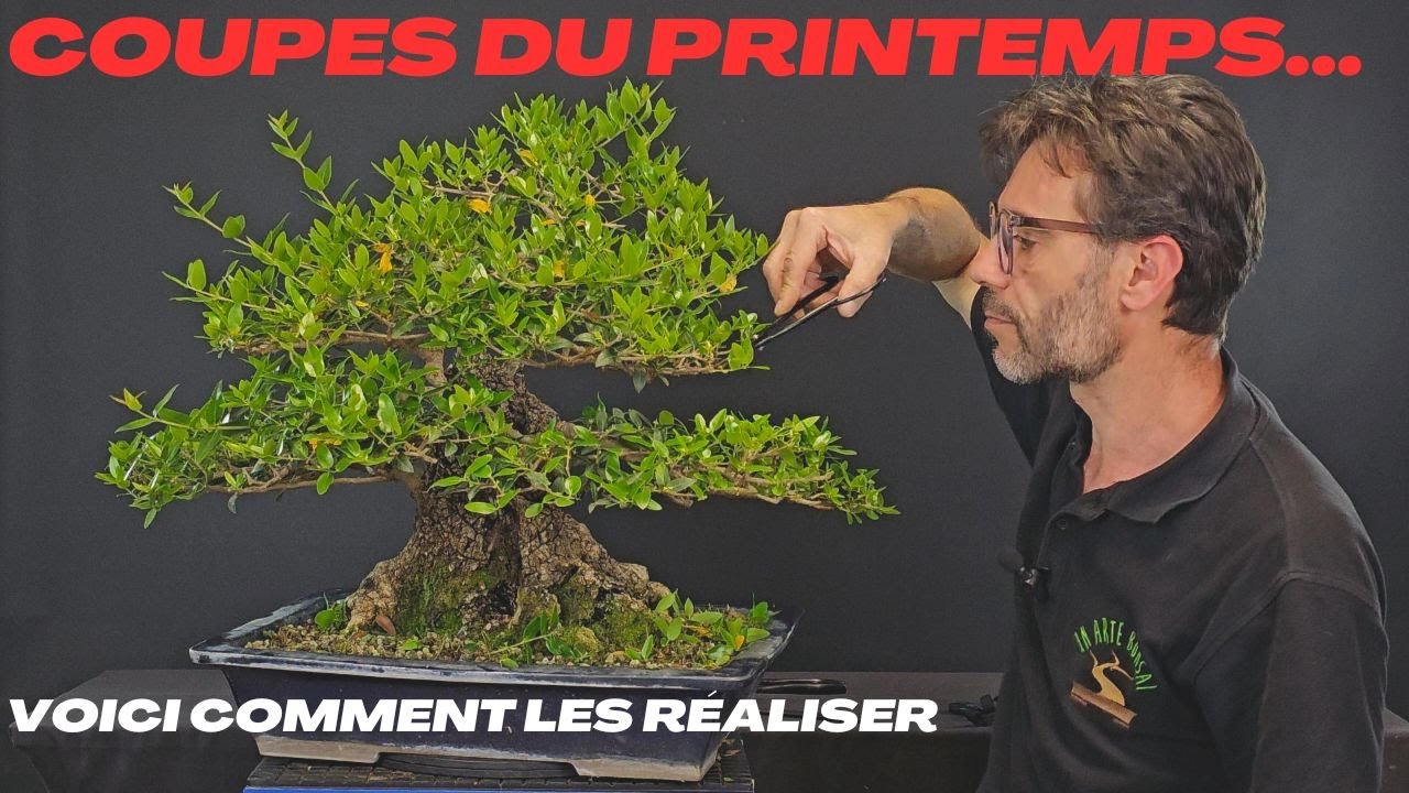 Voici comment effectuer les coupes de printemps pour stimuler la ramification fine