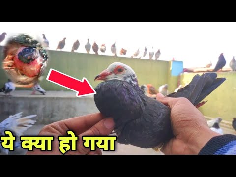 वीडियो: मेरा कबूतर का पेड़ नहीं खिलेगा: जब आपका कबूतर का पेड़ फूल नहीं रहा है तो क्या करें