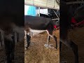 Funniest donkey ever donkey training the fun way 69