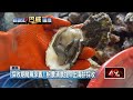 和颱風賽跑　巴威猛衝挾風雨、嘉義東石蚵農急搶收