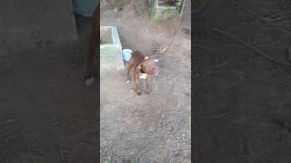 Como Ladra Un Perro Mexicano