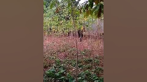 Benyamin s koboi ngungsi