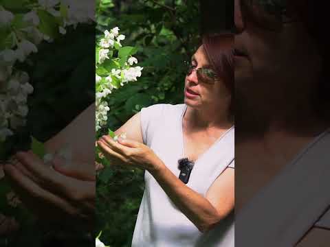 🌿 Чубушник 'Воздушный десант'