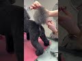 We got a special request, something different today #doggroomer #grooming #puppy #pets #airedale