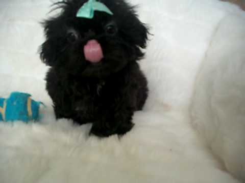 AKC true black tiny type Shih Tzu female