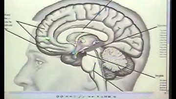 Toward an Interpersonal Neurobiology of the Developing Mind
