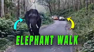 Single Elephant Walking on Reserve Road