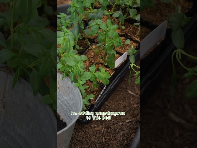 Stake Tall Flowers with Trellis Netting #cutflowergarden