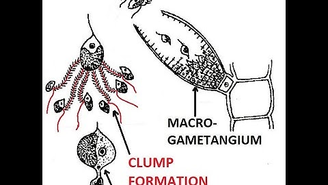 Ectocarpus-  Sexual reproduction
