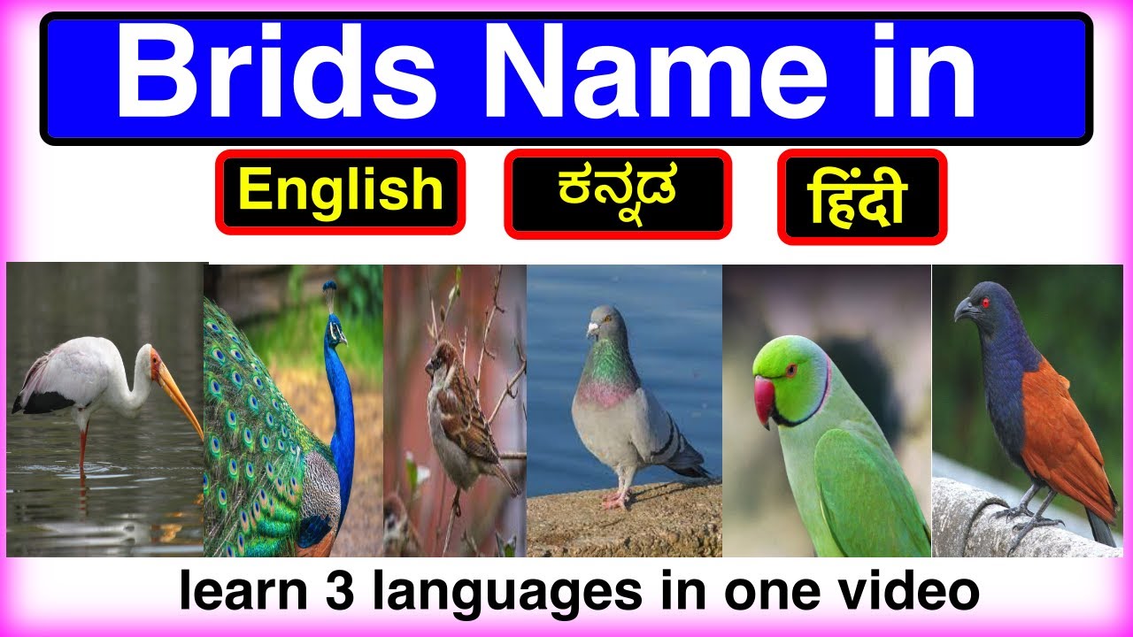 Learn Birds Names in kannada, English, Hindi | learn 3 languages ...