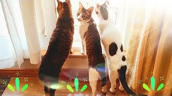 立ち上がる猫 Youtube 立ち上がる猫 Youtube