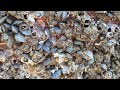 Clean Barnacles 70
