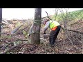 Tree felling compilation