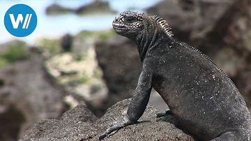 Wer lebt auf den Galápagos-Inseln?