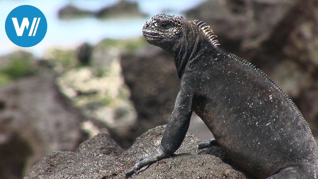 Ecuador und die Galápagos-Inseln erleben - Auf den Spuren von Charles Darwin (Planet HD)