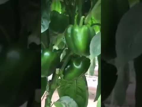 زراعة الفلفل الالوان بنظام الزراعه في التربة البديلة