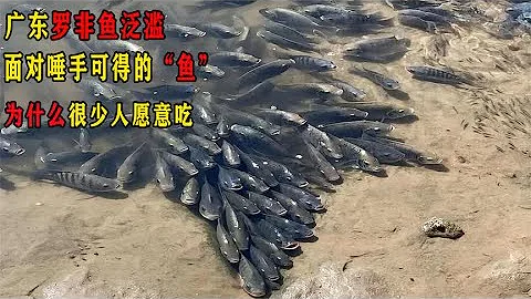 廣東羅非魚泛濫，面對唾手可得的「魚」，為什麼很少人願意吃 - 天天要聞