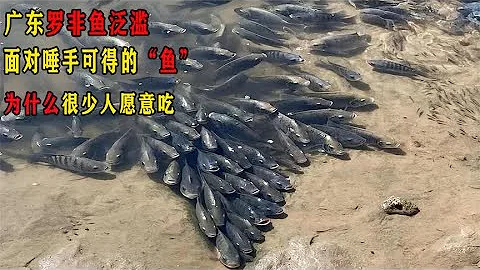 广东罗非鱼泛滥，面对唾手可得的“鱼”，为什么很少人愿意吃 - 天天要闻