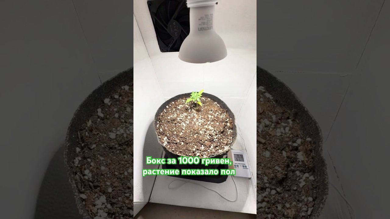 Мини-бокс за 1000 грн - растение показало пол