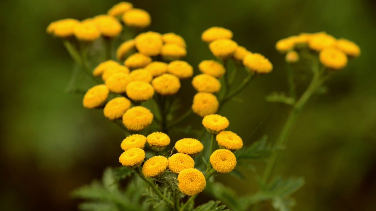 Common Tansy YouTube