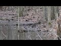 Flooded timber wood ducks