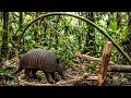 Caza Ancestral: Trampa de Lazo para Armadillo en Sendero Activo
