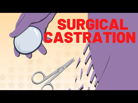 MALE SURGICAL CASTRATION  2