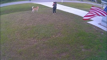 German Shepherd Protects His Boy || ViralHog