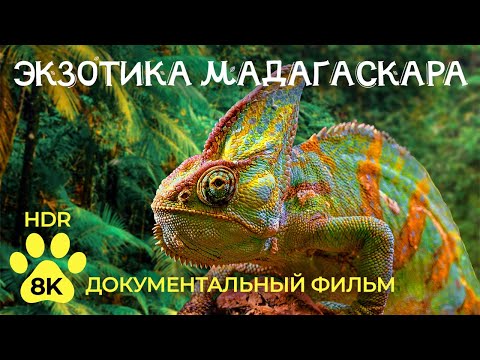Экзотические животные МАДАГАСКАРА - Лемуры и хамелеоны — Документальный фильм о дикой природе 8K HDR