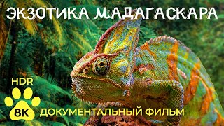 Экзотические животные МАДАГАСКАРА - Лемуры и хамелеоны — Документальный фильм о дикой природе 8K HDR