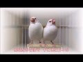 文鳥/岩本公水 Cover:arakan