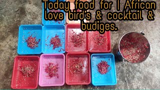 Today Food For African Love Birds & Cocktail & Budiges.