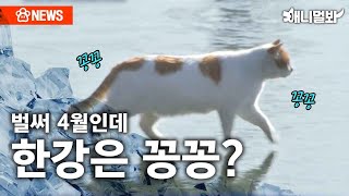 🎵꽁꽁 얼어붙은 한강 🎵 위로... 애니멀봐도 걸어갑니다ㅣSBS뉴스멀봐(2024.04.19) “SBS Animal walks on the frozen Han River.” by SBS TV동물농장x애니멀봐 68,755 views 7 days ago 10 minutes, 11 seconds