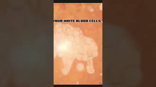 White Blood Cell Edit