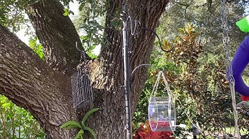 OUHOUG 6-Hook Bird Feeding Station, #birds #birdfeeder #birdfeeding #birdfeedingstation