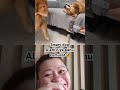 smart dog(golden retriever) #goldenretriever #pets #funny #cutedog #goldendog #comedy #animals