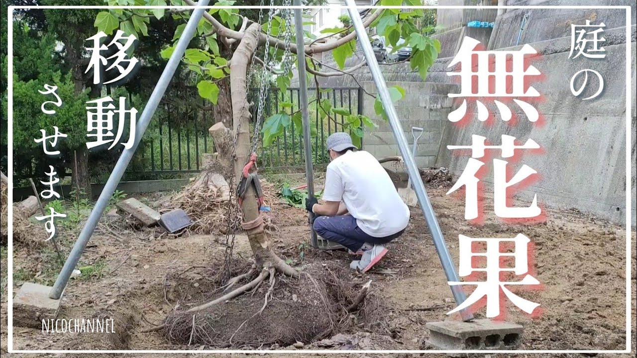 #99【お庭DIY】素人が庭の「無花果の木」を移動させるようです｜抜根｜チェーンブロック