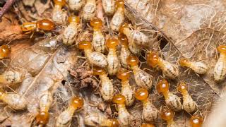 Annual Inspection | Hanover, MD – Accutech Pest Management