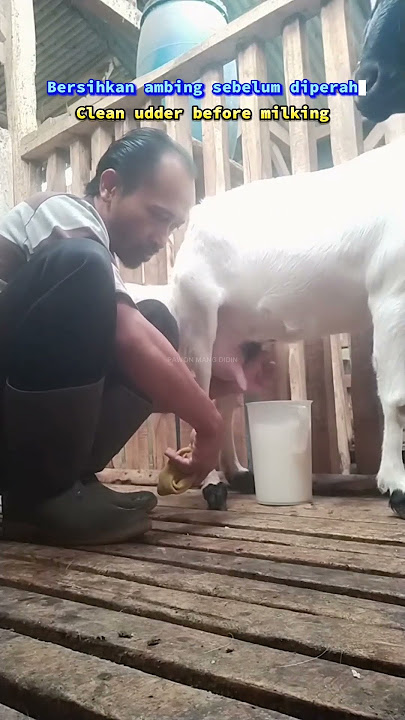 Bersihkan ambing sebelum diperah | Clean udder before milking
