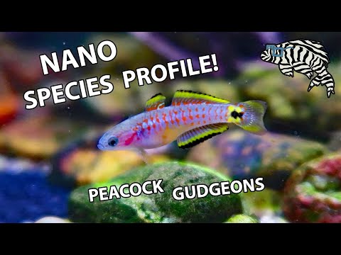 Video: Peacock gudgeons puas noj kib?