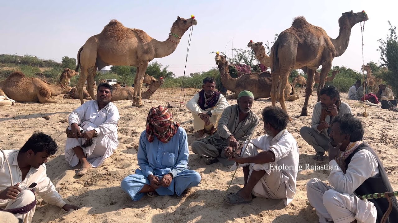 ऊँट के सौदागर देखिए रेस वाले जेसलमेरी ऊँट @Balotaramela