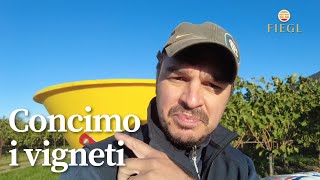 Concimazione Autunnale Dei Vigneti